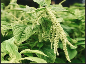 Amaranth