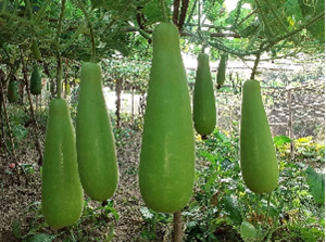 Bottle Gourd