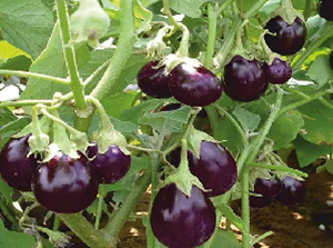 Brinjal