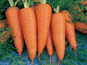 Carrot