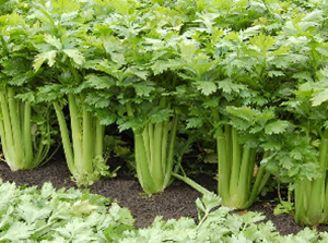 Celery