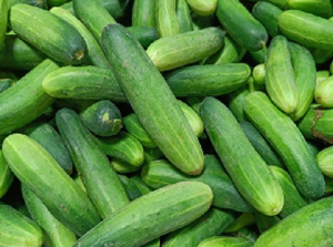 Cucumber