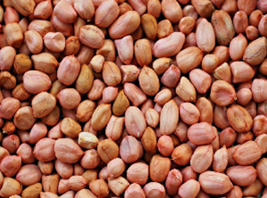 Groundnut