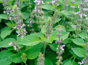 Holy Basil