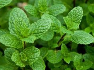 Mint Leaves