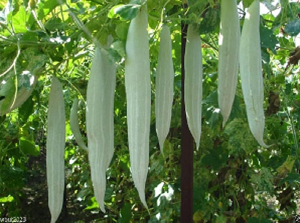 Snake Gourd