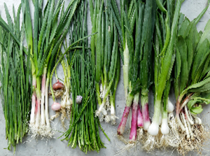 Spring Onion