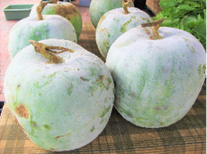 Winter Melon