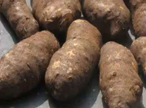 Yam